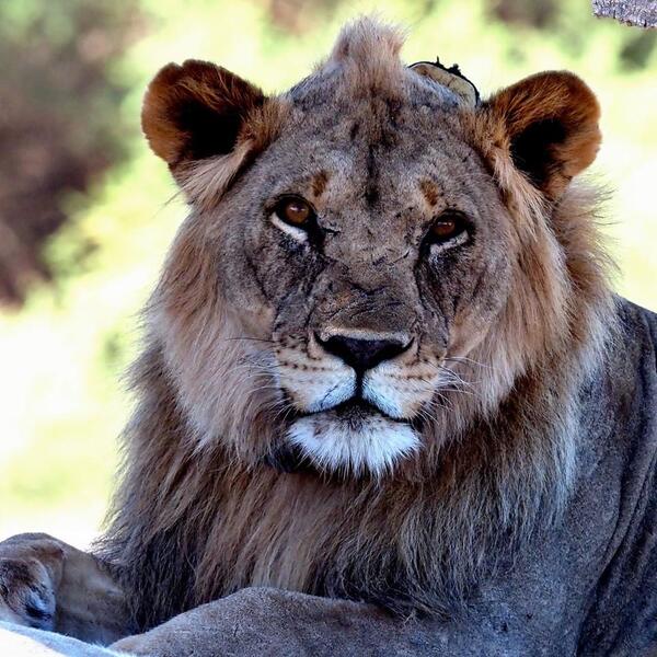 Desert adapted lion