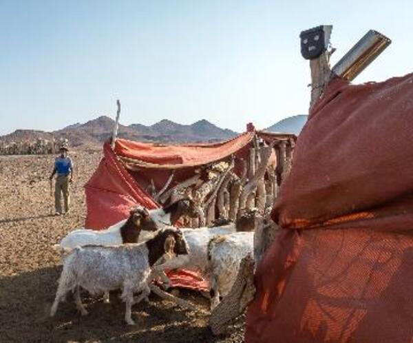 Livestock and farmer