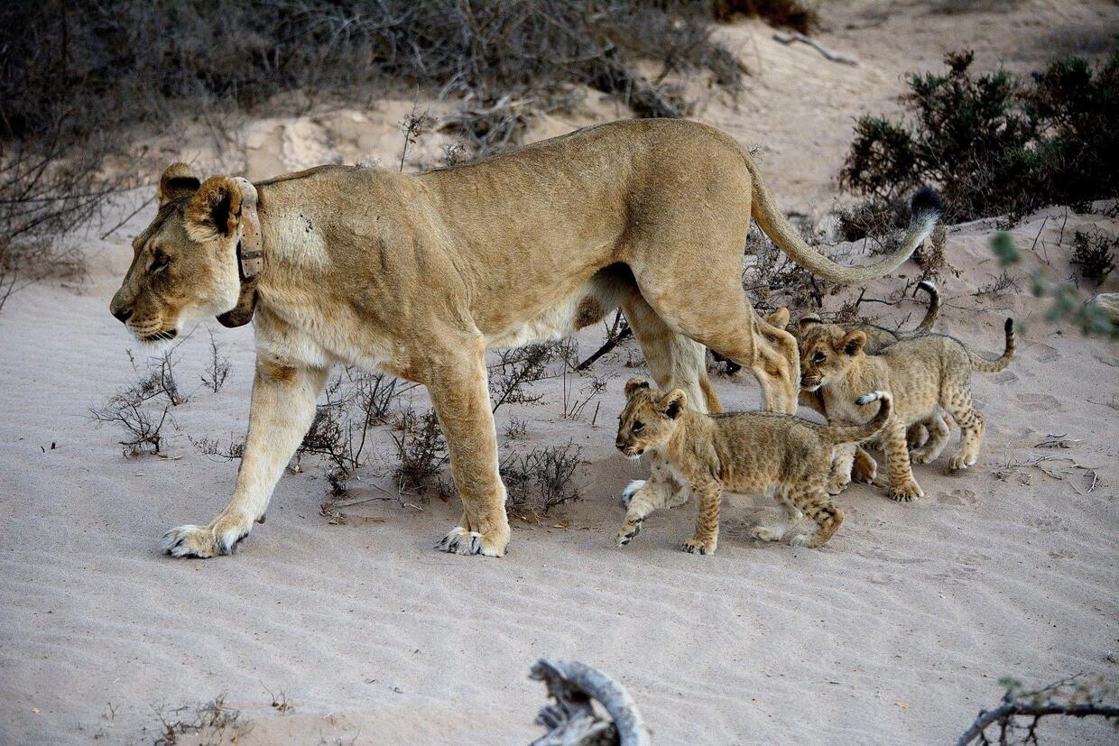 A collared lioness with her cubs