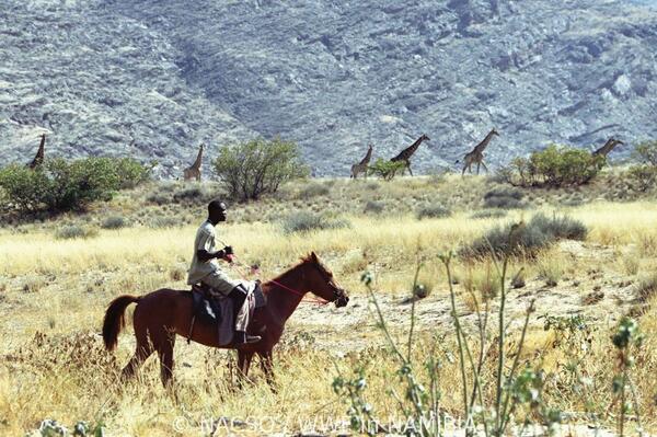 Wildlife monitoring