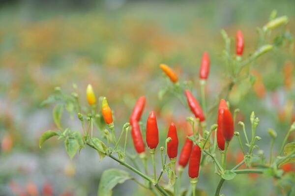 Helping elephants to forget