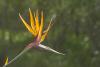 Crane flower - a Cape beauty